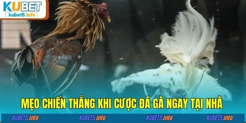 Mẹo chiến thắng khi cược đá gà đơn giản ngay tại nhà 